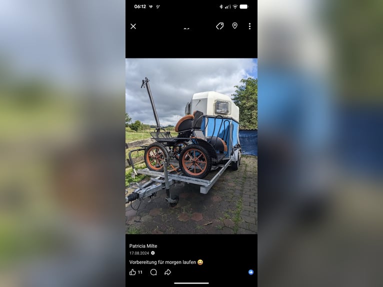 Shetty Welsh carrozza da maratona