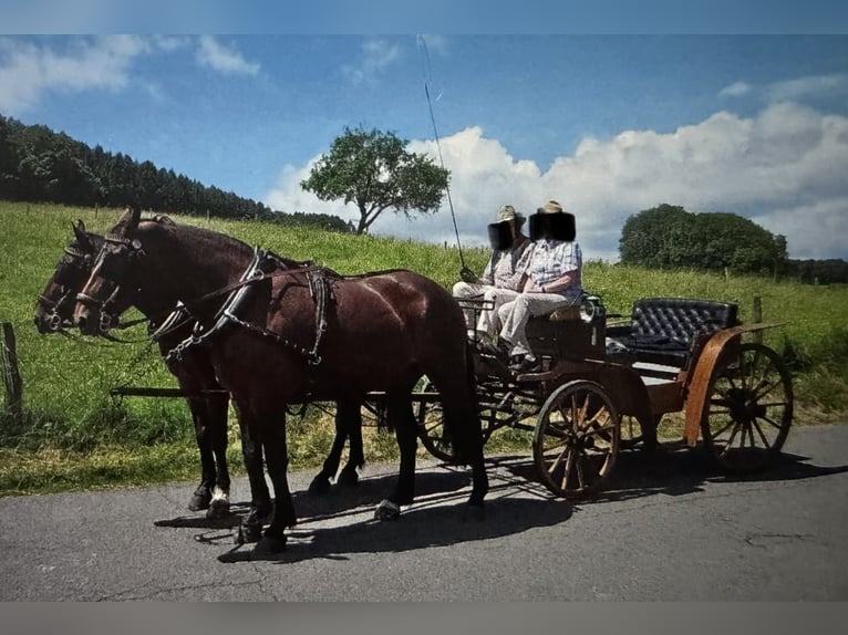Carrozza storica per trasporto di cavalli