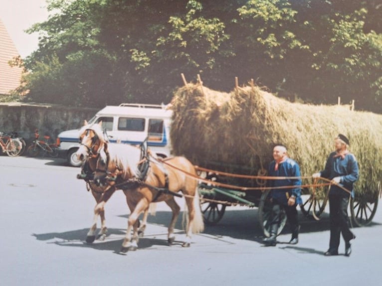 Leiterwagen im Orginalzustand (1 A)