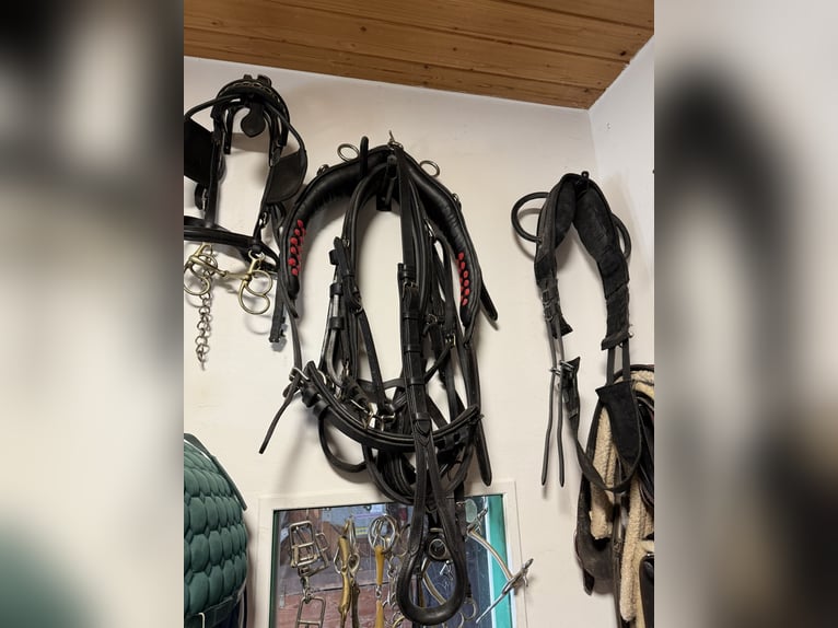 Diversi finimenti per carrozza Haflinger usati