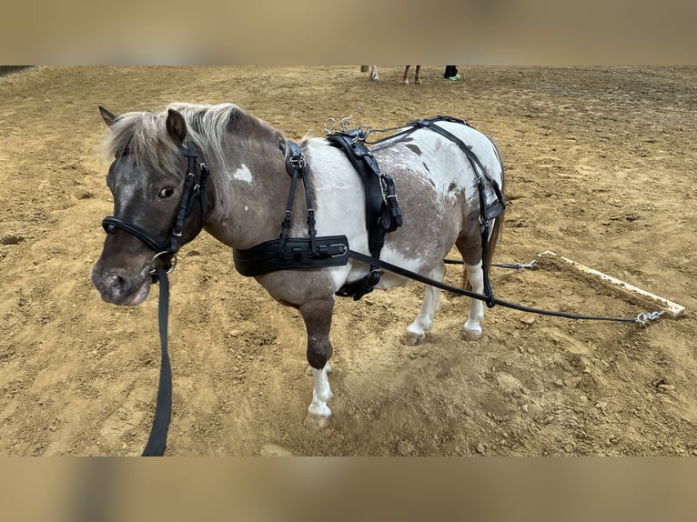 Imbracatura da tiro per pony Shetland