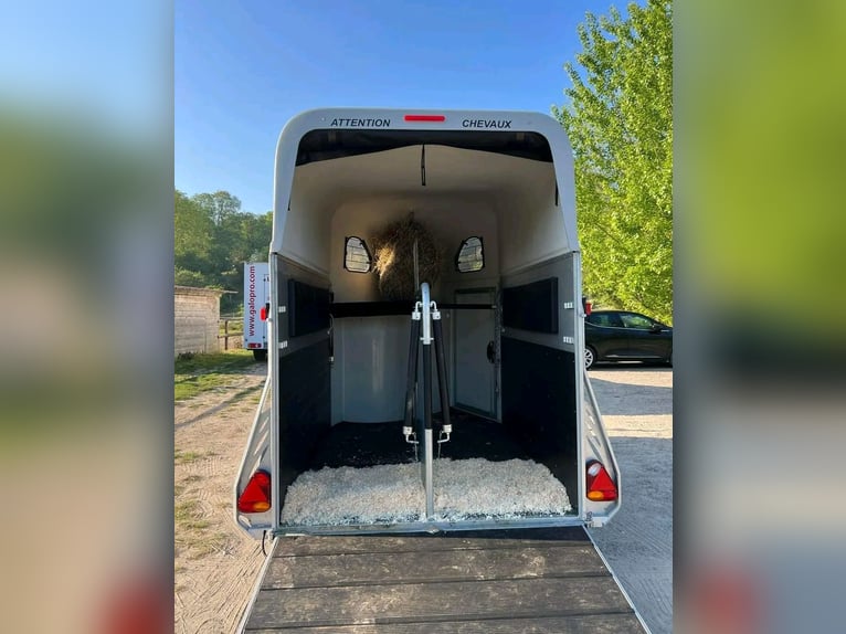 Cavallo Liberté Gold 2