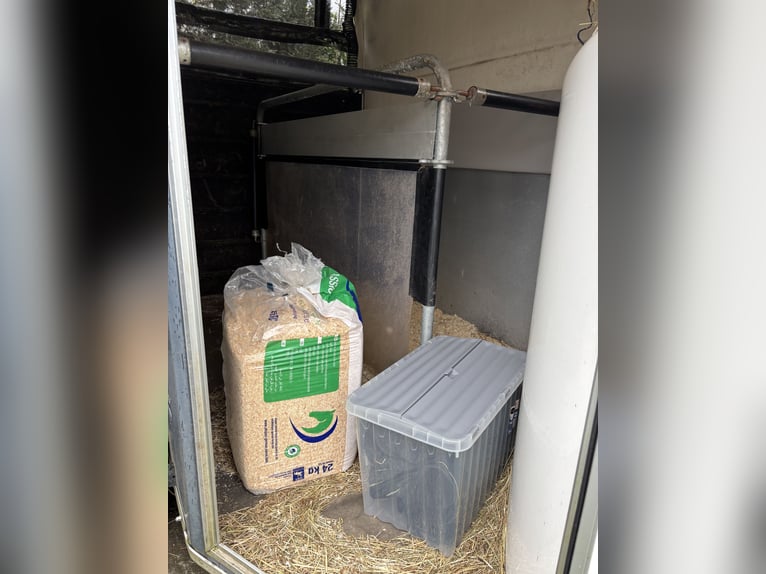 Cavallo Liverte Gold con certificato di pedigree e sospensione Pullmann