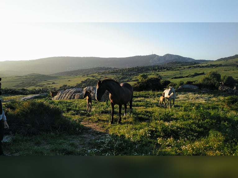 Aree di paddock e terreno per cavalli e puledre