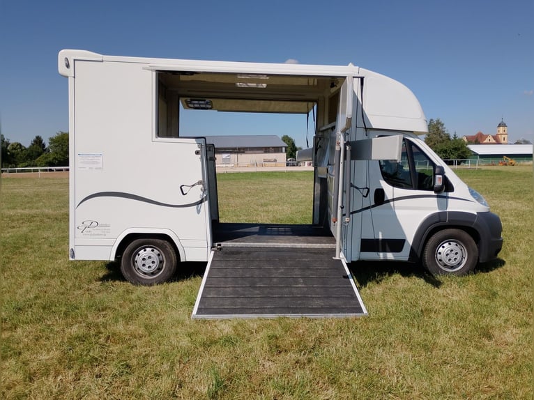 Trasporto cavalli con doppia rampa laterale, solo 20.500 km, trasporto bestiame e animali, camion pe