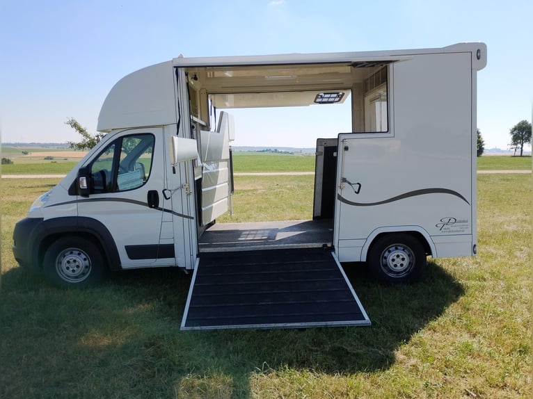 Trasporto cavalli con doppia rampa laterale, solo 20.500 km, trasporto bestiame e animali, camion pe