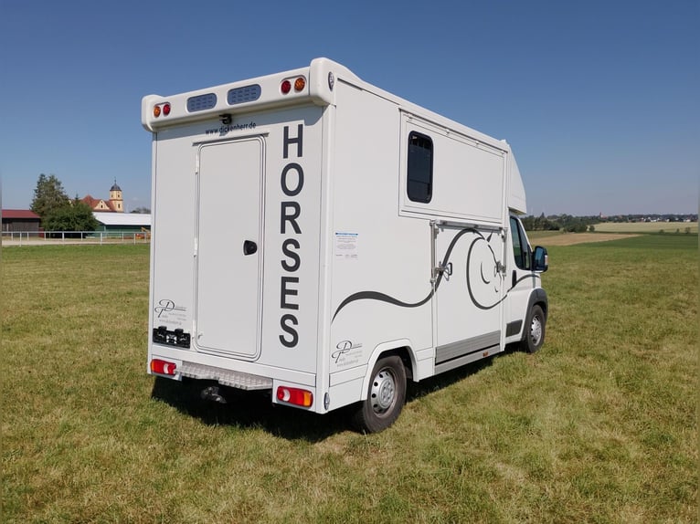 Trasporto cavalli con doppia rampa laterale, solo 20.500 km, trasporto bestiame e animali, camion pe