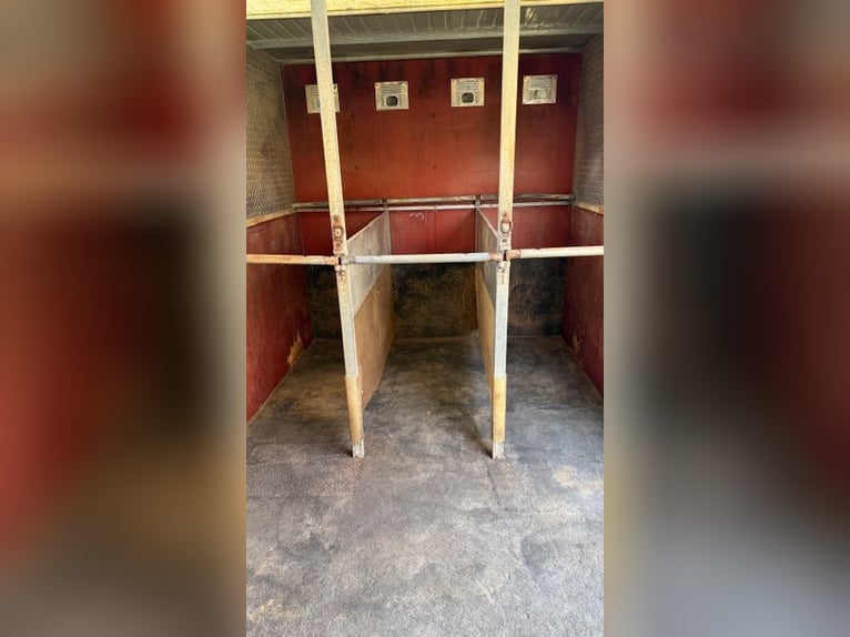 Mercedes 814 furgone transportatore - 6 cavalli - Oldtimer, revisione valida fino al 2026, 7,5 tonne