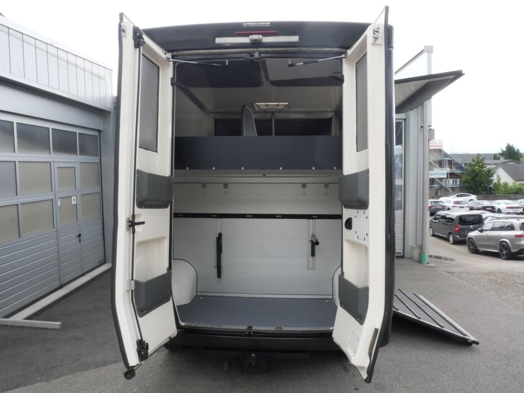 RENAULT Paragan Trasportatore per Cavalli con Autista Privato