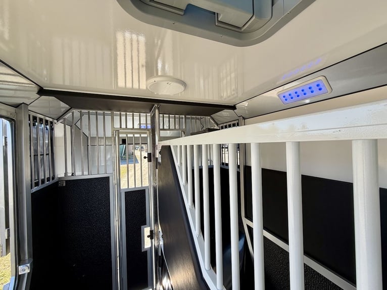 Trasporto 2 cavalli Renault, veicolo commerciale 5 posti, equipaggiato per stalloni, nuovo