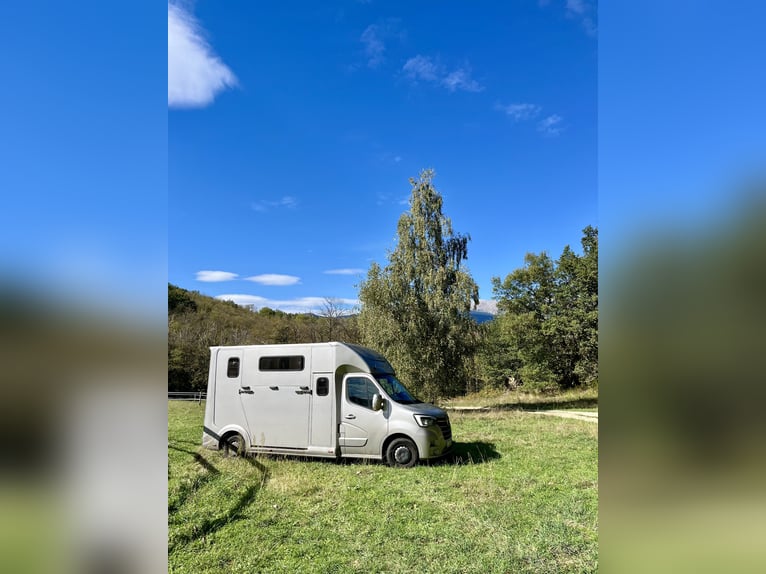 Trasporto di cavalli / trasporto equini / trasporto di cavalli