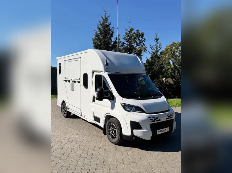 FIAT DUCATO / Puledri