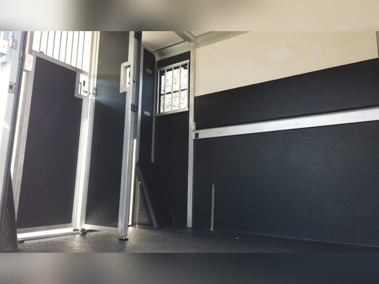 STX 2 Horses stallion, diverse Ausführungen erhältlich!