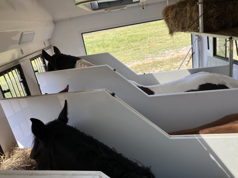 Trasportatore per cavalli