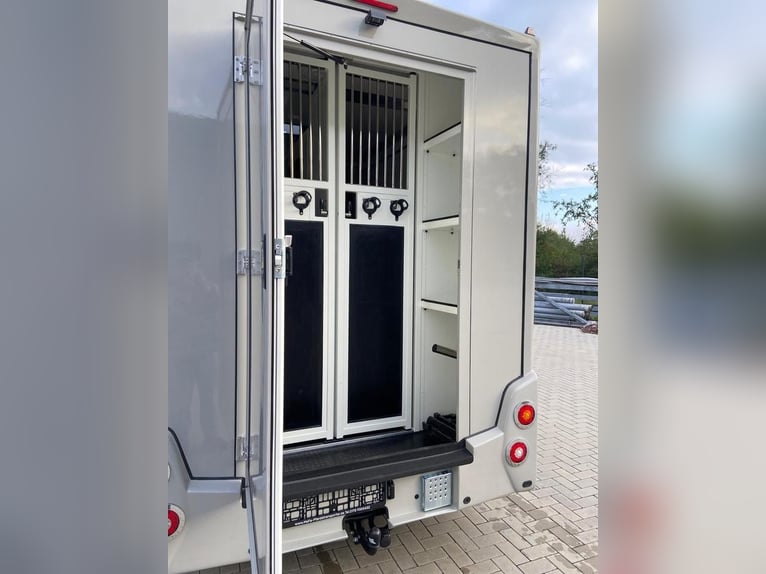 Trasporto cavalli Renault Master