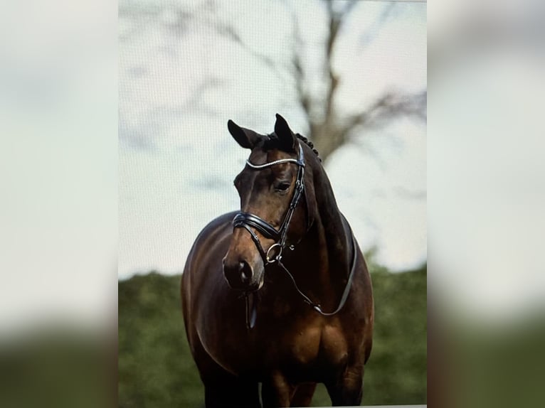 Bellissima testiera Anky con redini cuoio nero misura full nuova