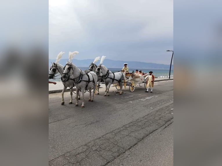 Finimenti Kieffer per attacchi x cavalli