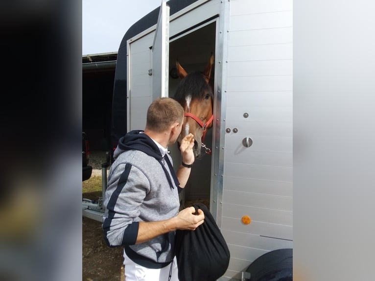 600€ PFERDE, TRAINING, EINREITEN, AUSBILDEN,TURNIER 600€
