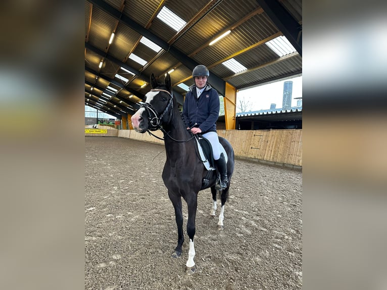 600€ PFERDE, TRAINING, EINREITEN, AUSBILDEN,TURNIER 600€