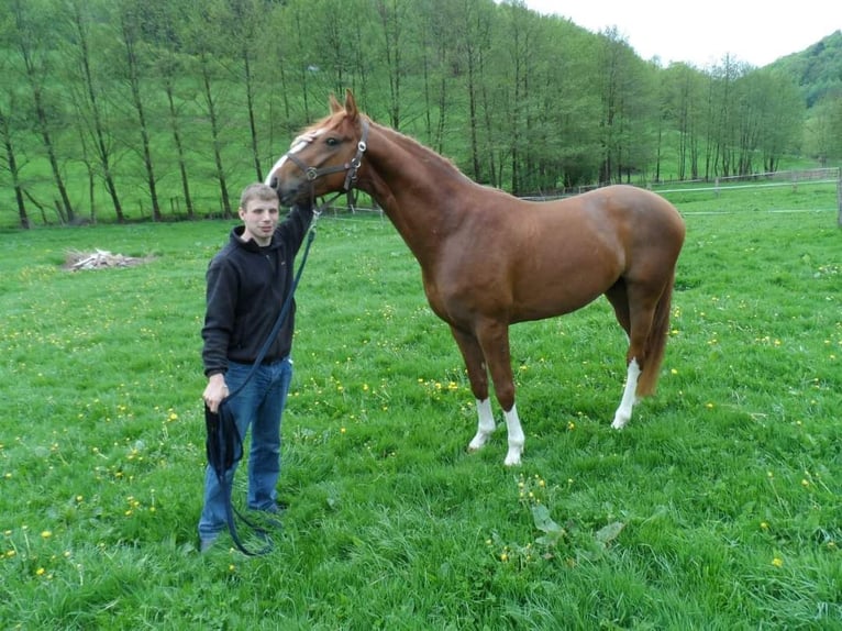 600€ PFERDE, TRAINING, EINREITEN, AUSBILDEN,TURNIER 600€