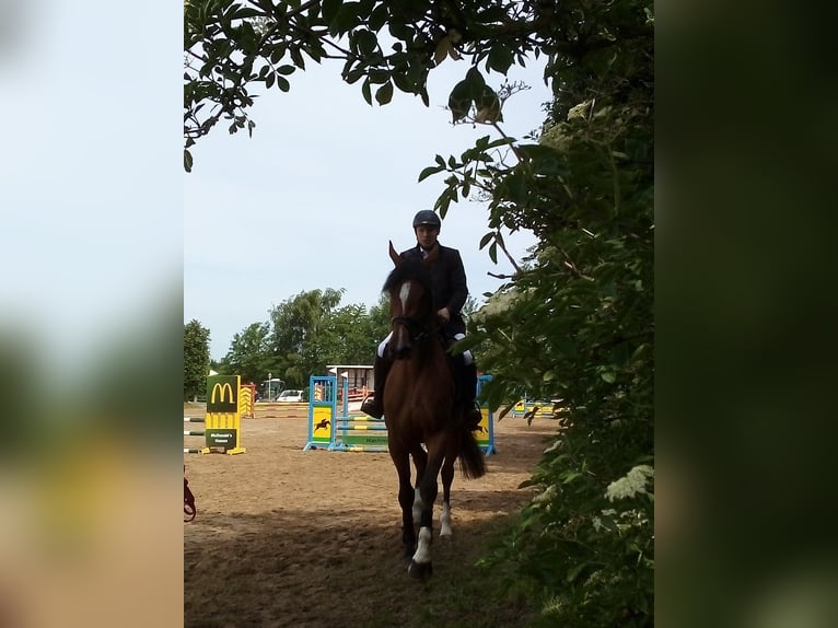600€ PFERDE, TRAINING, EINREITEN, AUSBILDEN,TURNIER 600€