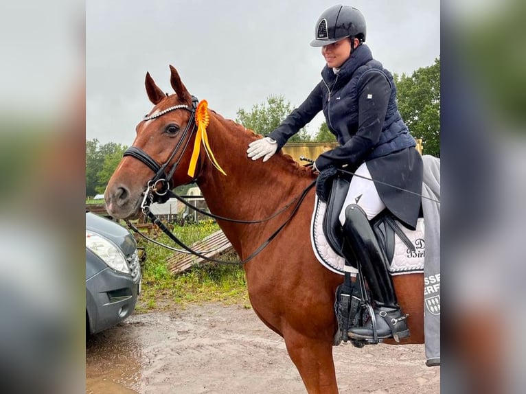 Addestramento al dressage fino al livello S***