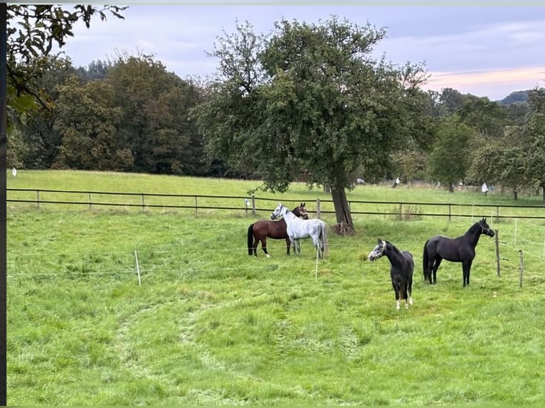 Addestramento completo in dressage / avviamento - S***