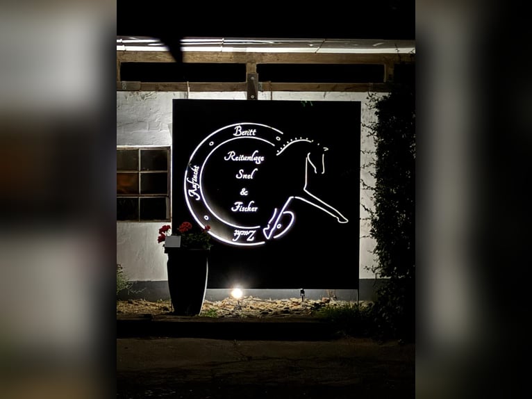 Addestramento di giovani cavalli / Messa in sella / Avviamento