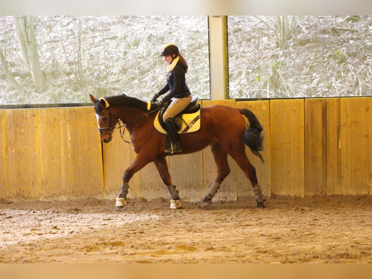 Addestramento e correzione conformi alle esigenze del cavallo, nonché preparazione per le competizio