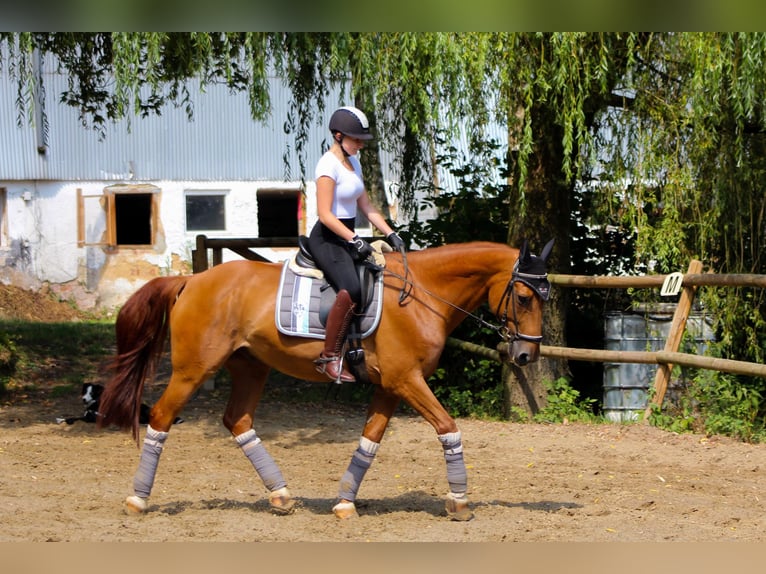 Addestramento e correzione conformi alle esigenze del cavallo, nonché preparazione per le competizio