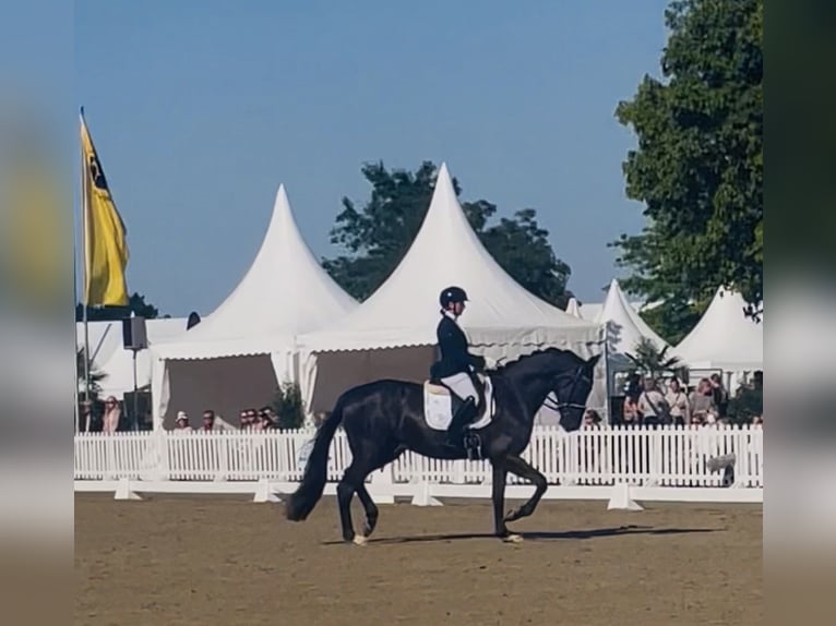 Addestramento e messa in sella per cavalli da dressage / Istruttrice certificata FN