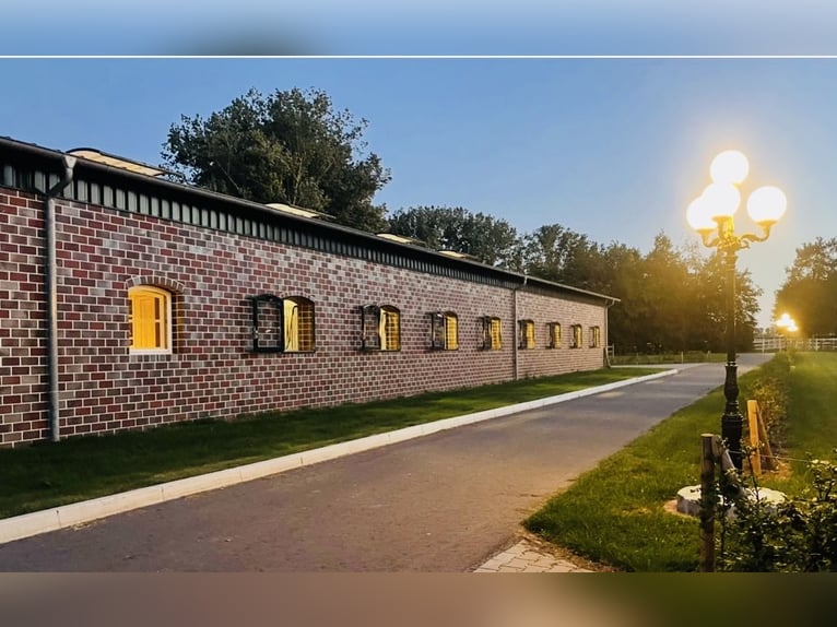 Addestramento e messa in sella per cavalli da dressage / Istruttrice certificata FN