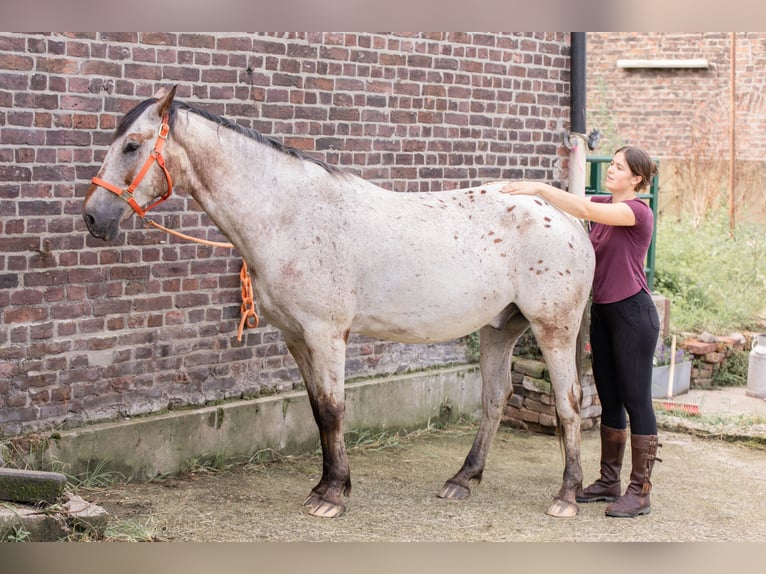 Addestramento – Imbocatura e cavalli da lavoro