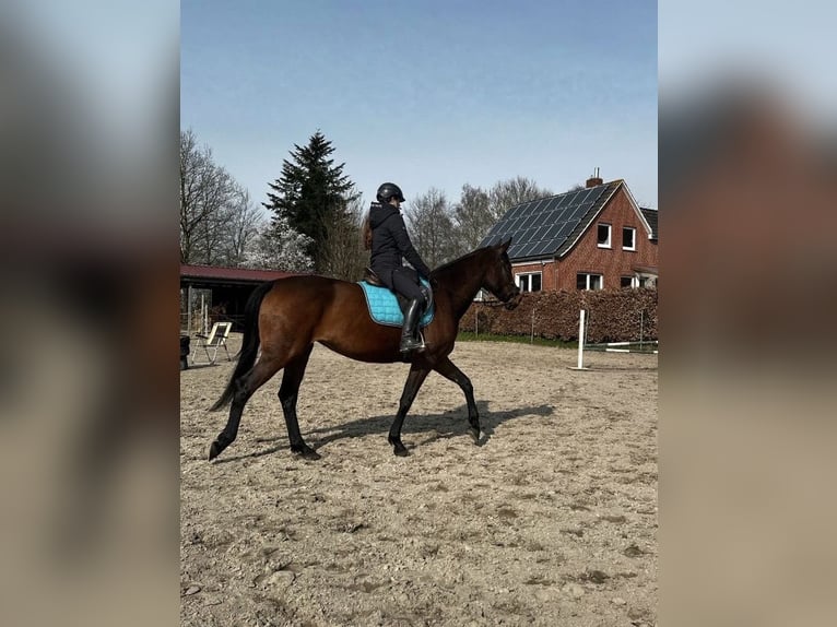 Addestramento per il tuo cavallo | Formazione di giovani cavalli | Correzione | Messa in sella | Cav