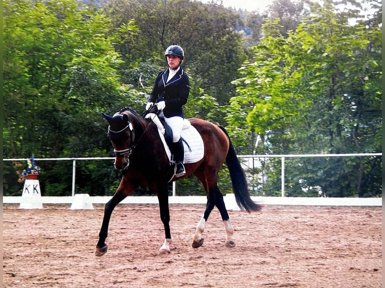 Beritt & Ausbildung - vertauensvoll, vielseitig & individuell