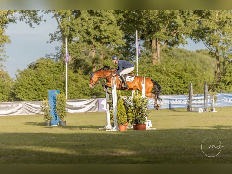 Beritt / Turniervorstellung / Vermittlung / Verkauf