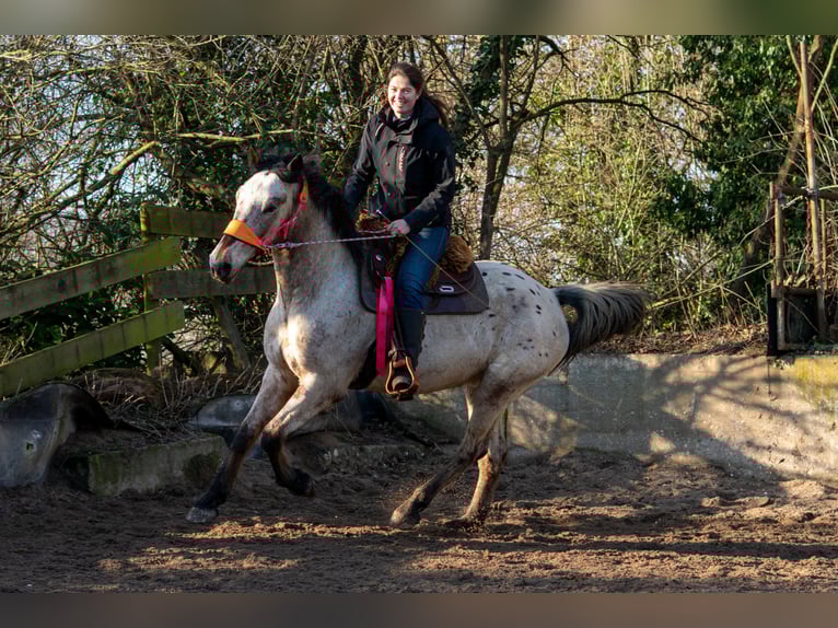 Ganzheitlicher Beritt mit Herz