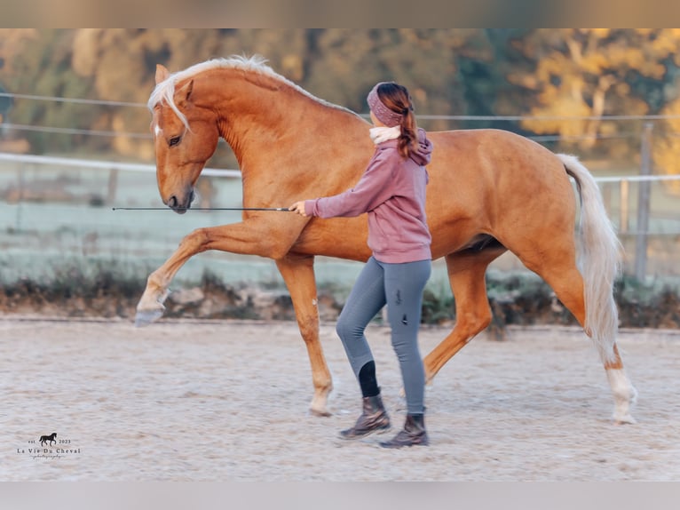Lezioni di equitazione e training dei cavalli