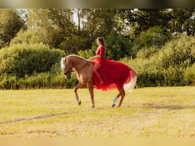 Lezioni di equitazione e training dei cavalli