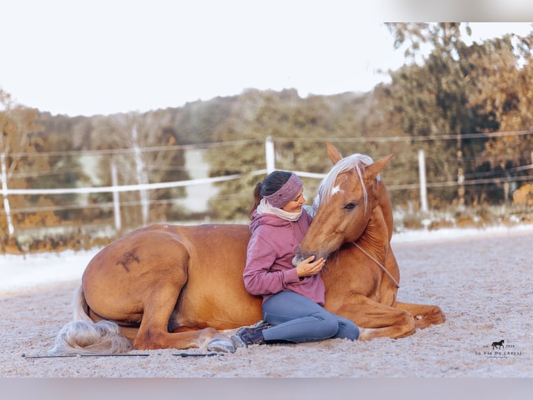 Lezioni di equitazione e training dei cavalli