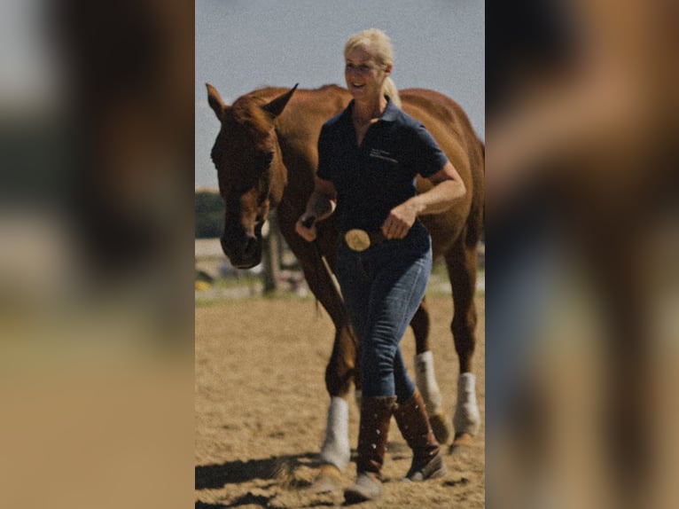 MKA Horsemanship Academy / Master Trainer di Cavalli