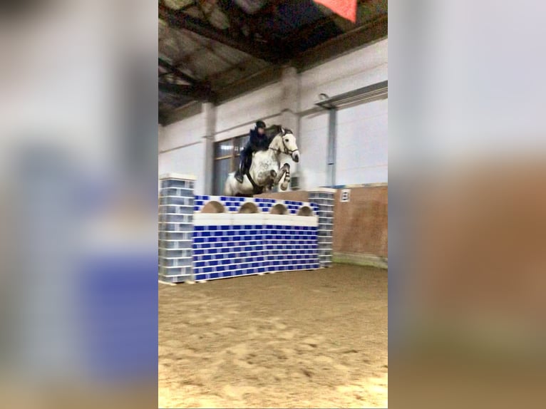 Ponies da avviare, addestrare e disponibile una cavallerizza leggera (49 kg)