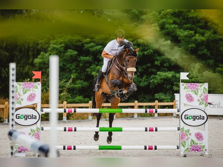 Posti di addestramento disponibili per cavalli da salto 🇩🇪 🇵🇱