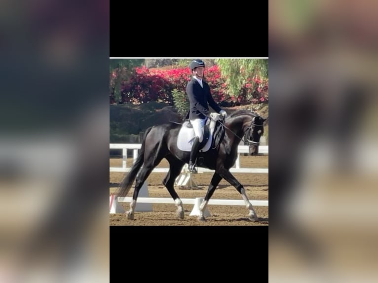 Posti disponibili per l'addestramento di cavalli da dressage e salto