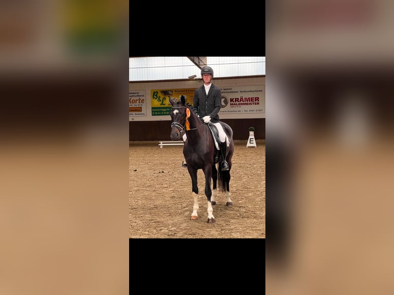 Posti disponibili per l'addestramento di cavalli da dressage e salto