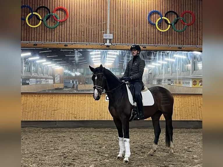 Posti disponibili per l'addestramento di cavalli da dressage e salto