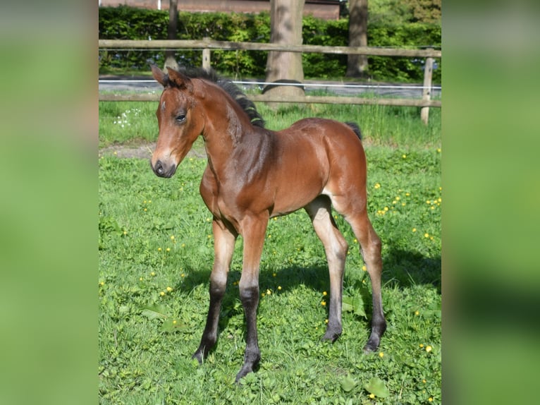 Professionelle Pferdeausbildung & Beritt, Stutenleistungsprüfung