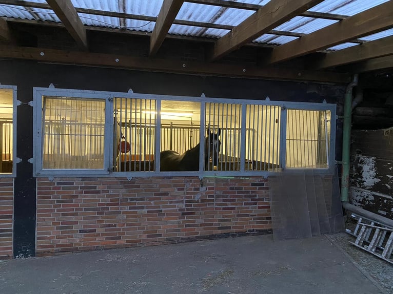 Professioneller und immer pro Pferd eingestellter Berittplatz  Professioneller und immer pro Pferd eingestellter Berittplatz