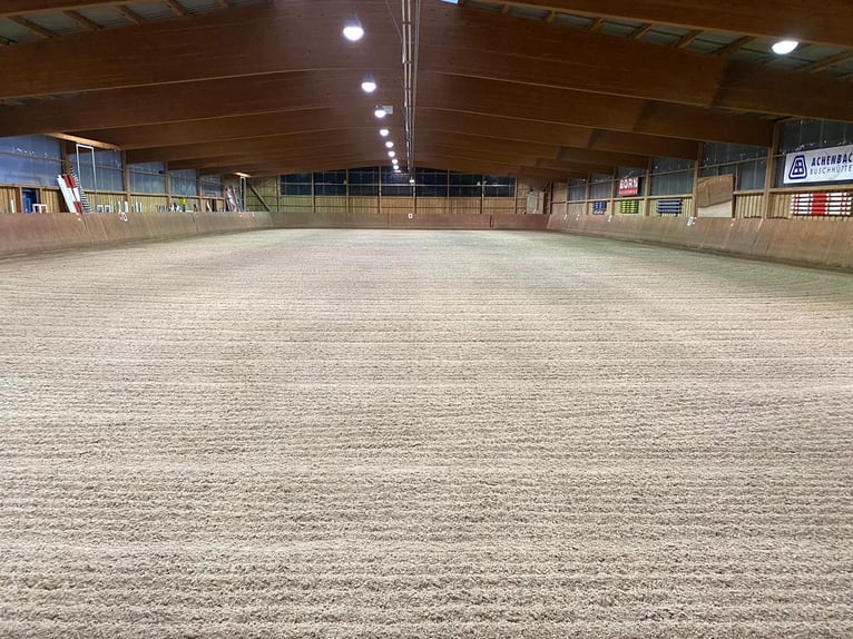 Professioneller und immer pro Pferd eingestellter Berittplatz  Professioneller und immer pro Pferd eingestellter Berittplatz