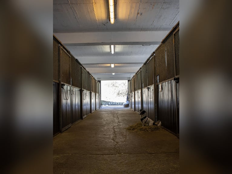 Professioneller und immer pro Pferd eingestellter Berittplatz  Professioneller und immer pro Pferd eingestellter Berittplatz